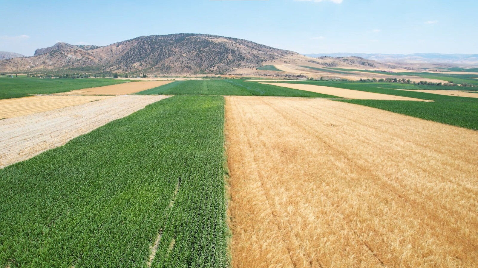 Aşırı sıcaklar çiftçiyi vurdu! Zararları katlanıyor, hastalık da cabası... - 2. Resim