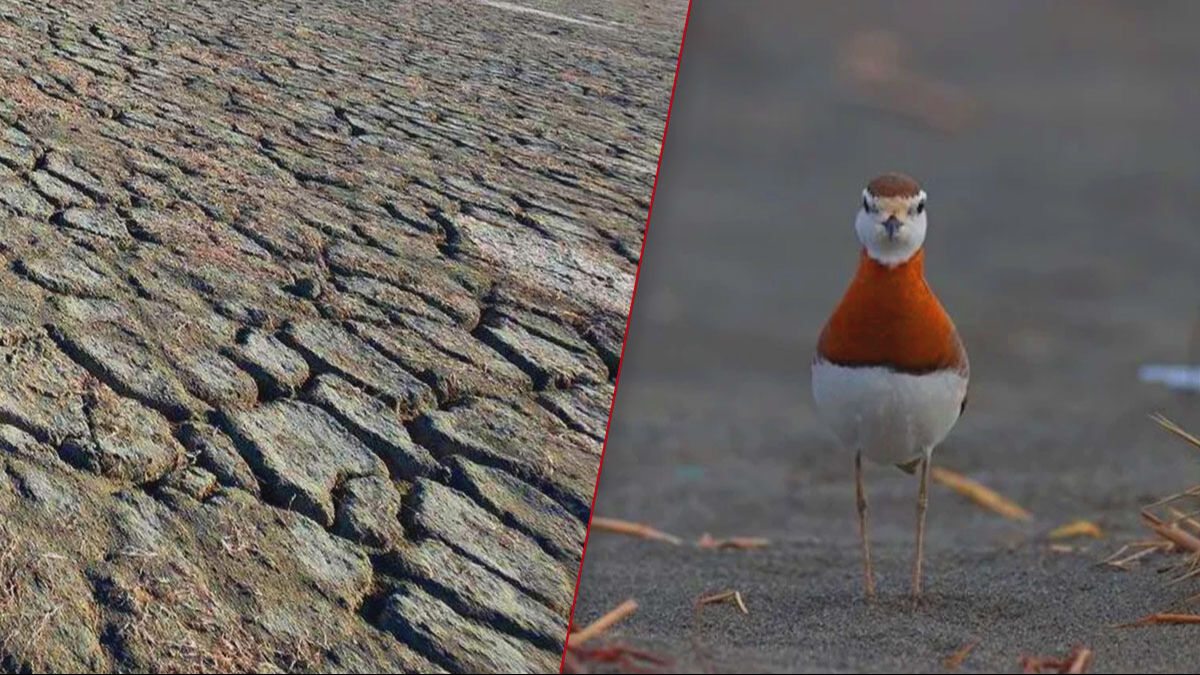 Son 65 yılın en kurak yılı orayı da vurdu! 314 kuş türüne sahip Milleyha'da çöl manzarası... Son 65 yılın en kurak yılı orayı da vurdu! 314 kuş türüne sahip Milleyha'da çöl manzarası... - 1. Resim