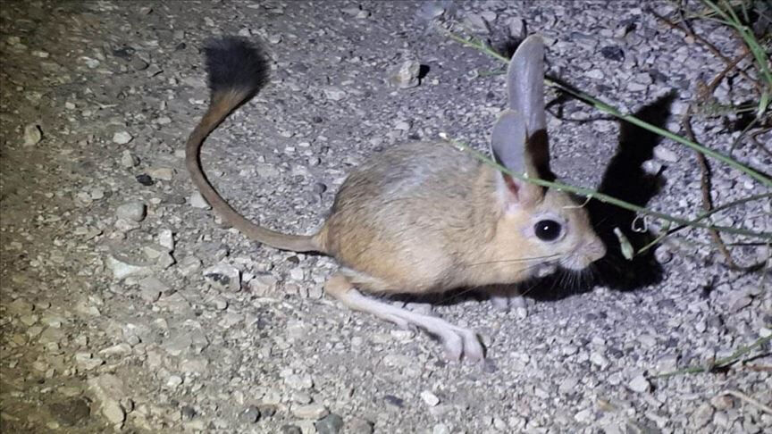 Tunceli'de görüldü! Kırmızı listede bulunuyor, nesli tükenme tehlikesinde! - 1. Resim