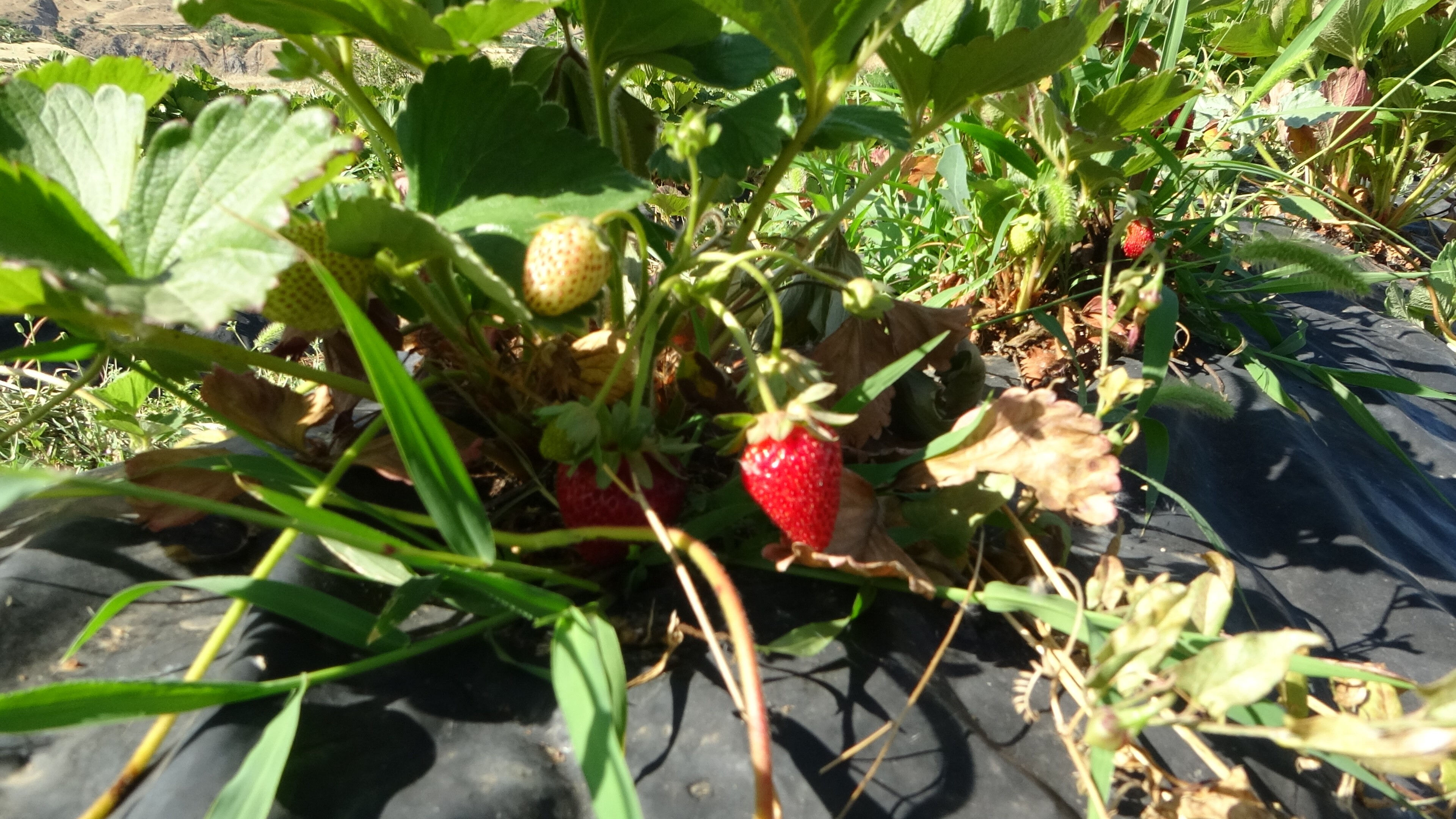 Don her yeri vurdu sadece bu il&ccedil;eye uğramadı! Tarlalarda bolluk var, &uuml;retici yetişemiyor: 4 katı ucuz... - 3. Resim