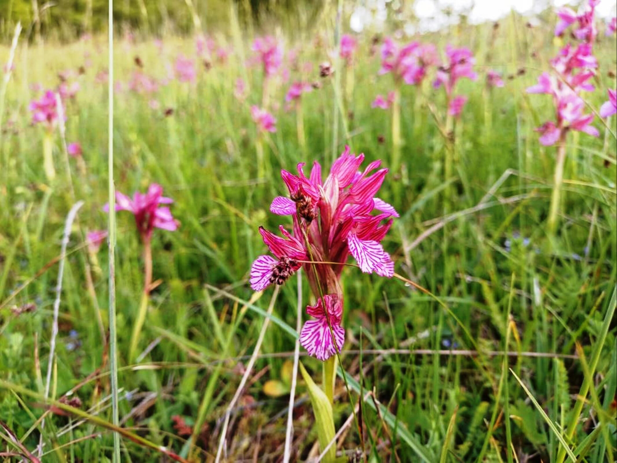 Köylerini terk etmeyenler kazandı: 3 üründen yılda 30 milyon lira kazandılar Köylerini terk etmeyenler kazandı: 3 üründen yılda 30 milyon lira kazandılar - 3. Resim