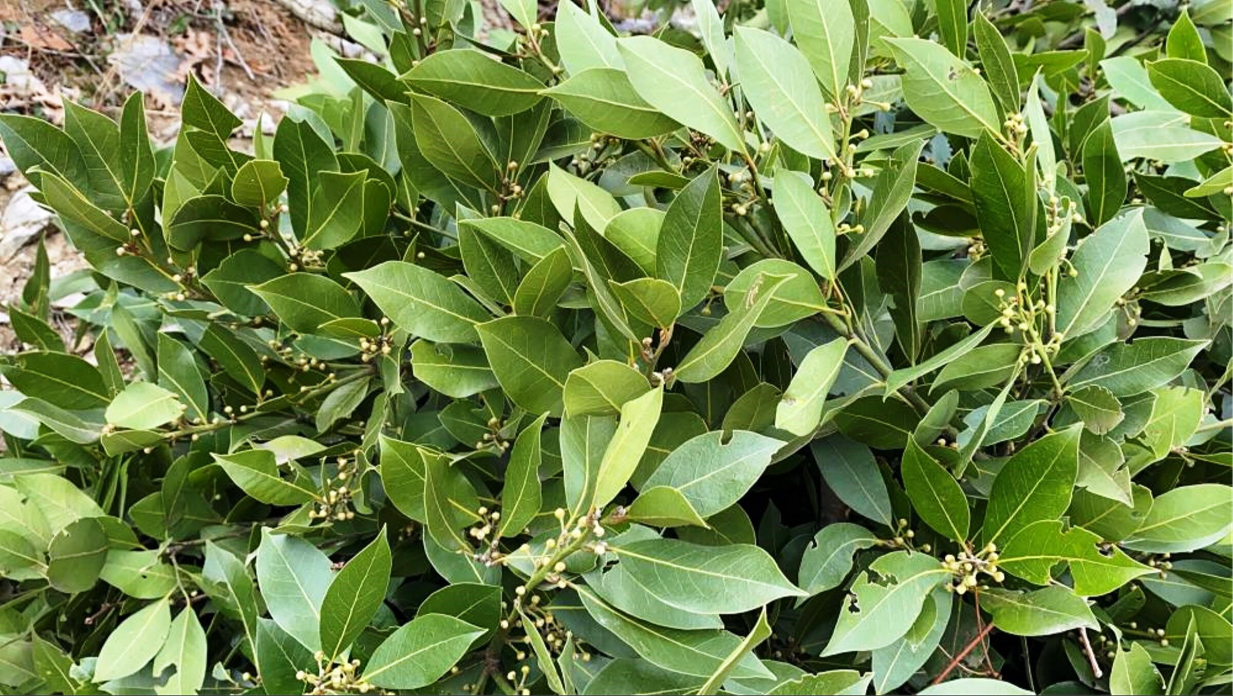 Köylerini terk etmeyenler kazandı: 3 üründen yılda 30 milyon lira kazandılar Köylerini terk etmeyenler kazandı: 3 üründen yılda 30 milyon lira kazandılar - 2. Resim