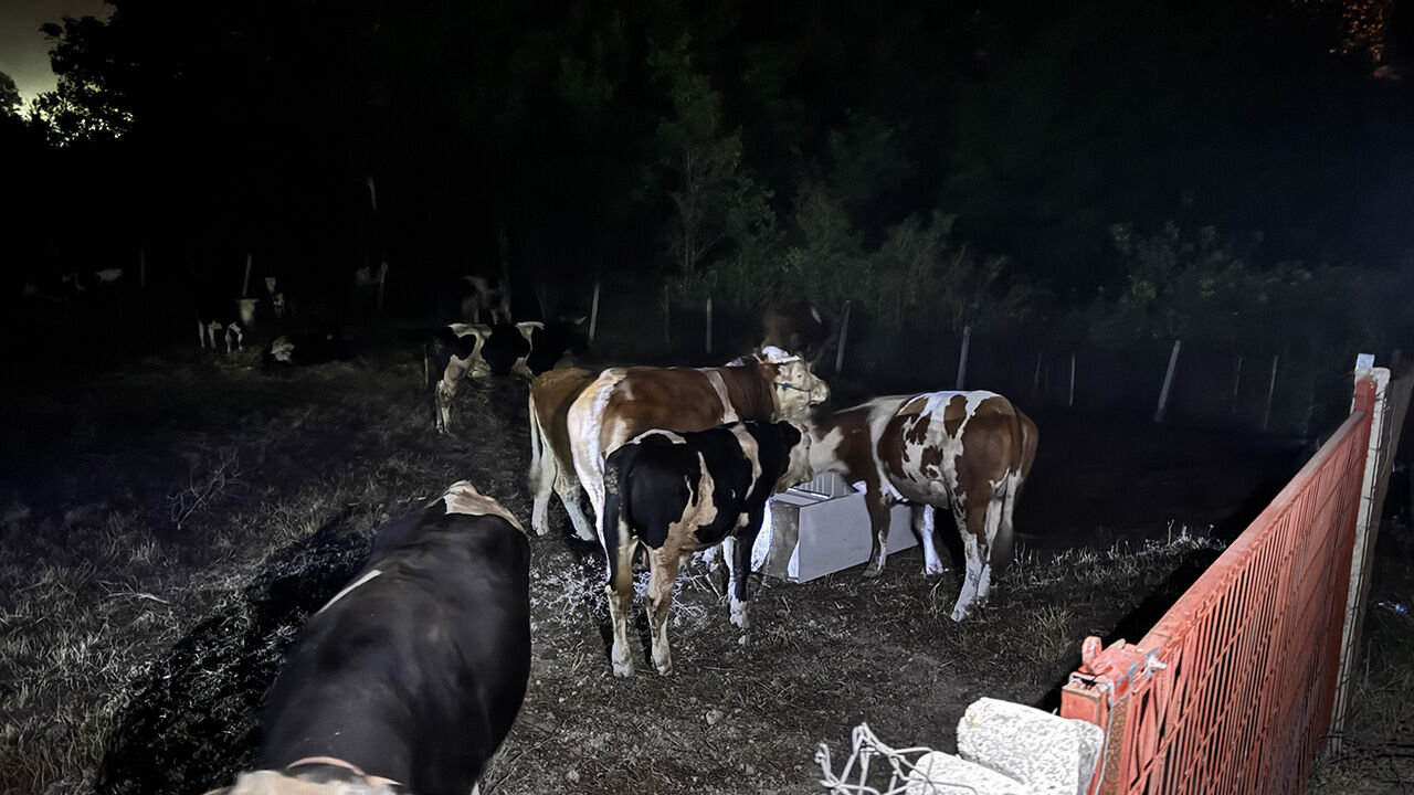 Sakarya, Bilecik ve Uşak'ta alevler yükseldi! Evler alev topuna döndü, tahliye başladı - 3. Resim