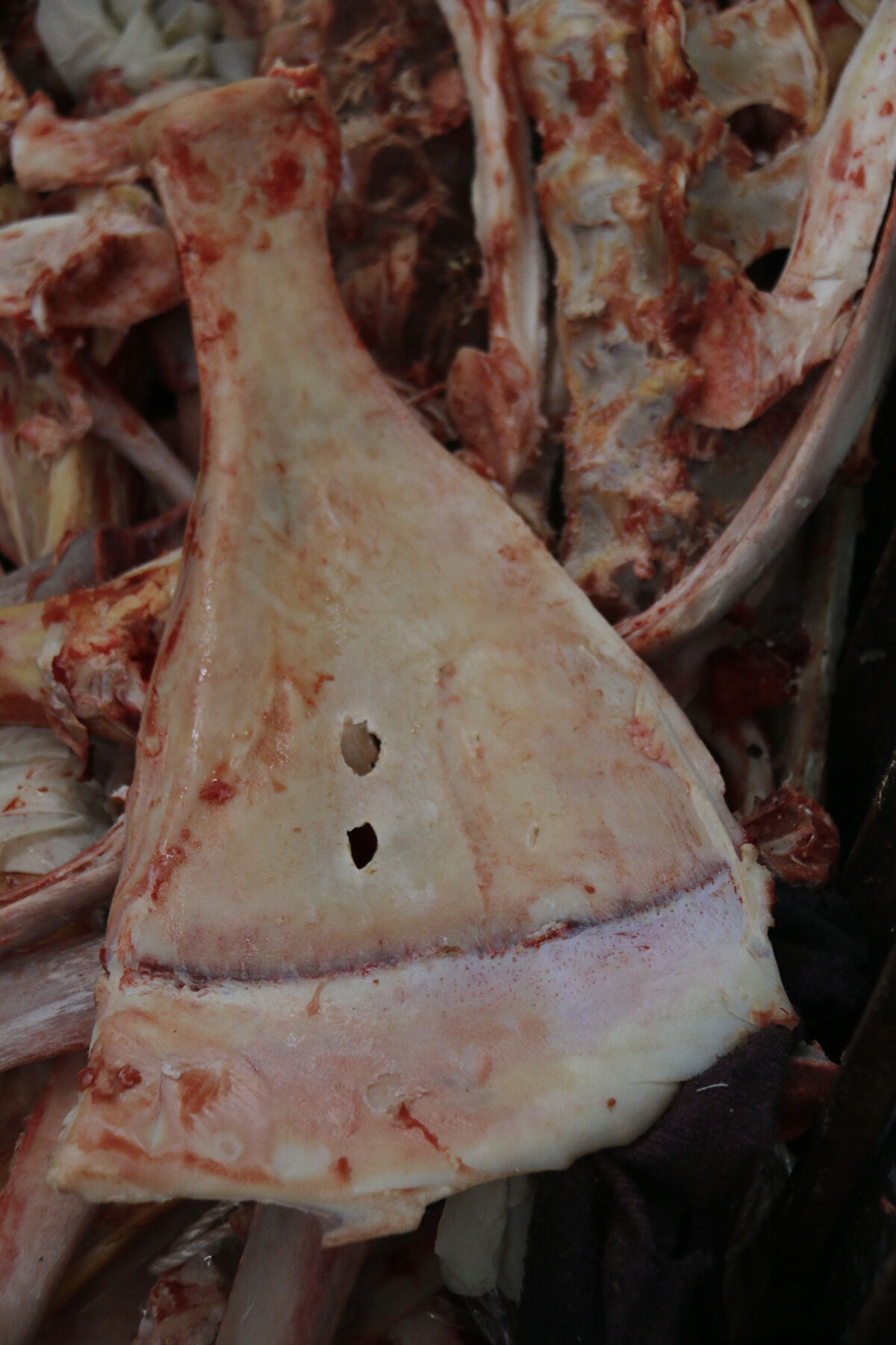 Selçuklu'dan kalma kasaplık geleneği: Kürek kemiklerini kırıp imha ediyorlar - 3. Resim