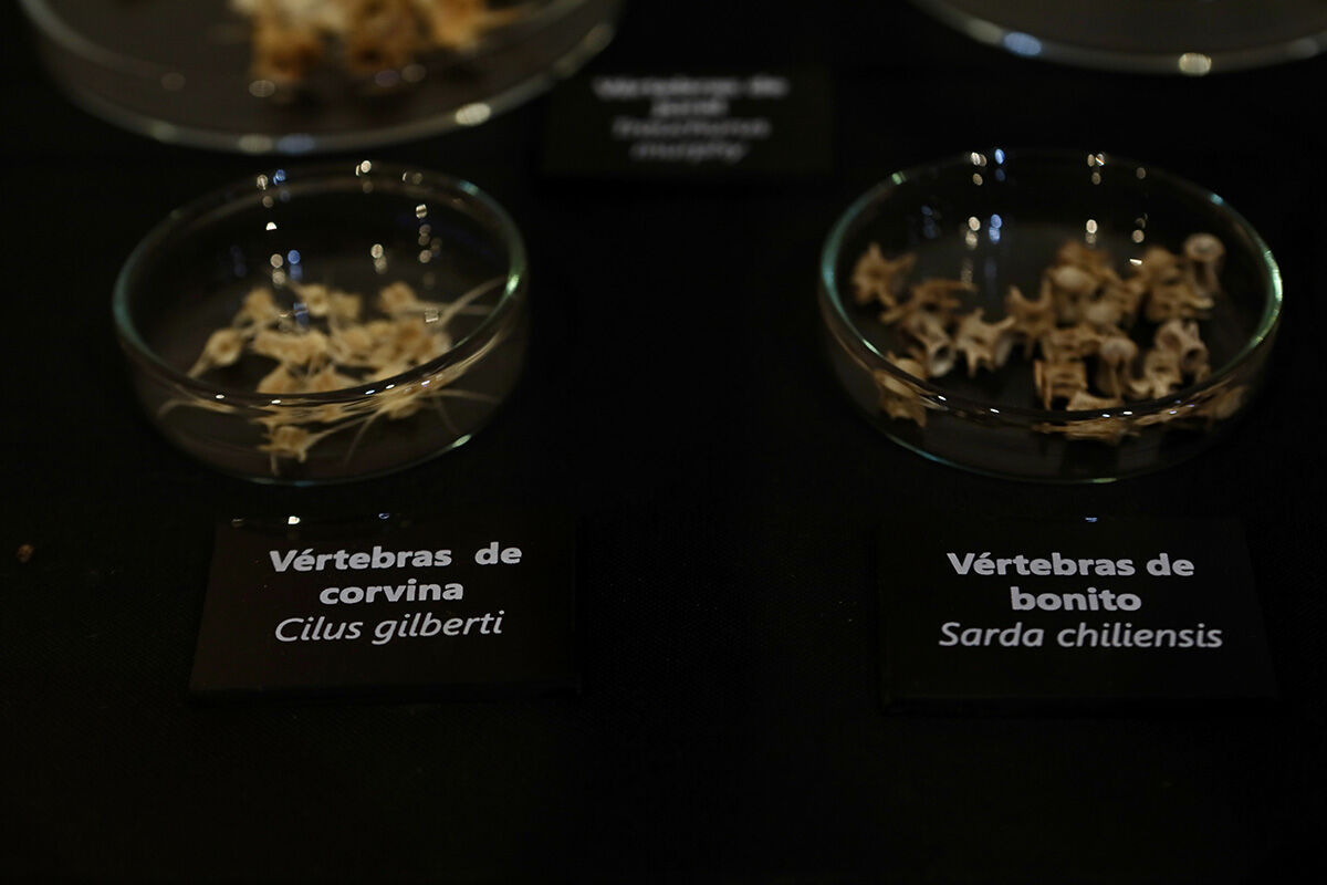 Yeni keşfedilen antik şehir arkeologların gündeminde: Havadan görüntüsü şaşkına çevirdi... Kıtanın tarihi değişebilir - 12. Resim