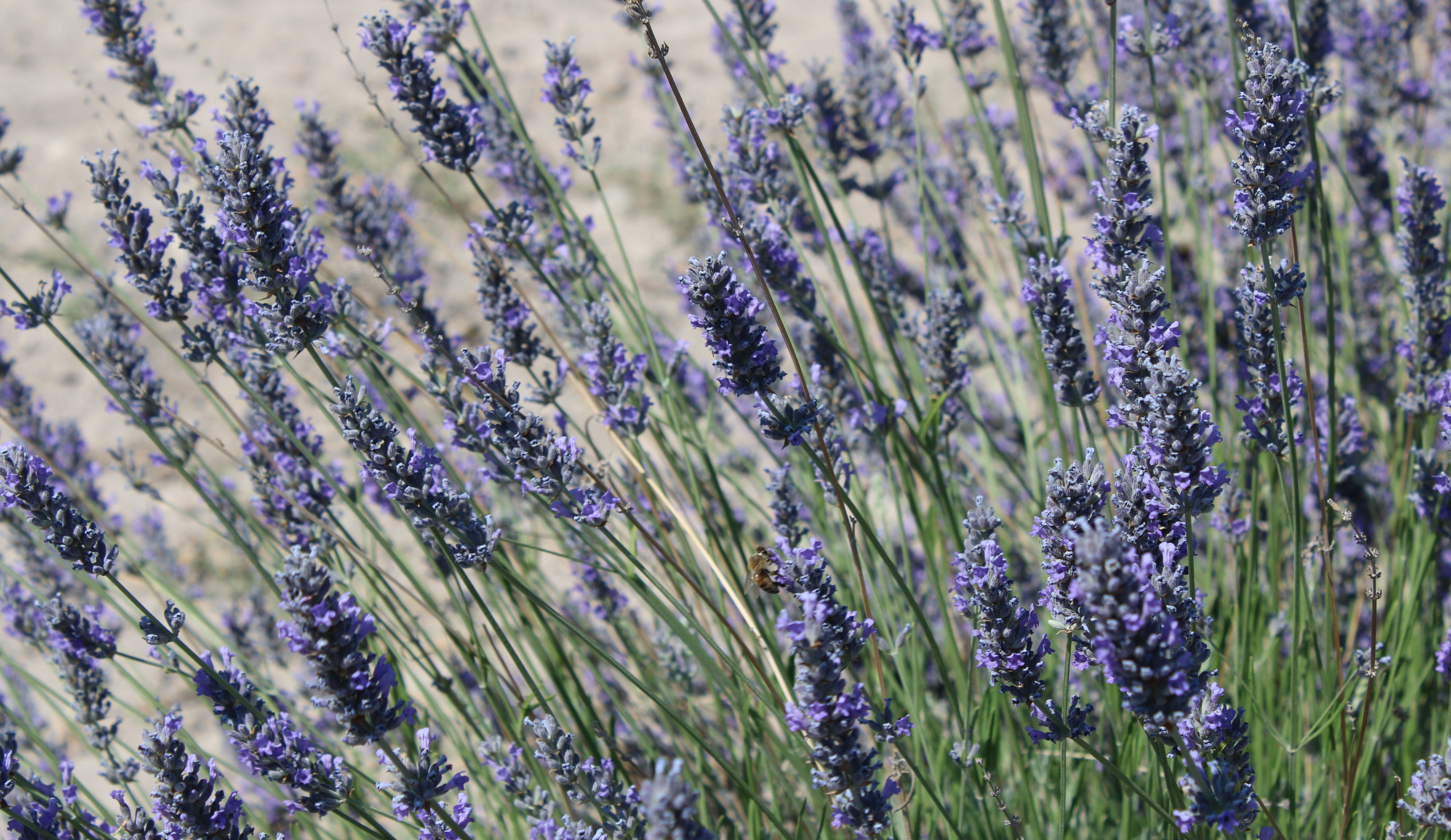 4. hasat yapıldı! Yağından, kokusundan ve çiçeğinden faydalanıyorlar - 2. Resim