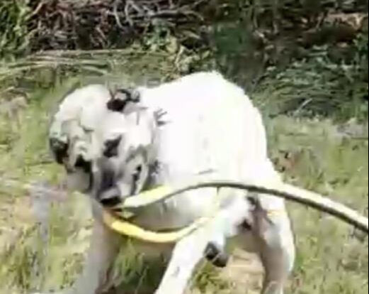 Kangal, koca yılanı böyle etkisiz hale getirdi! O anlar kamerada - 1. Resim