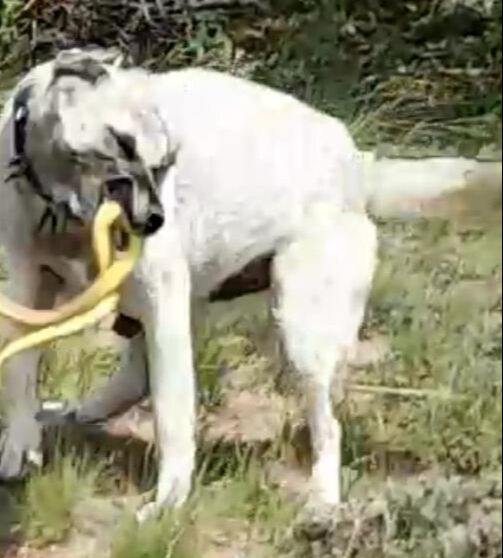 Kangal, koca yılanı böyle etkisiz hale getirdi! O anlar kamerada - 2. Resim