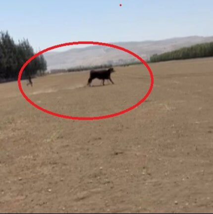 Sevkiyatta firar ettiler, bir aydır haber alınamıyor! 