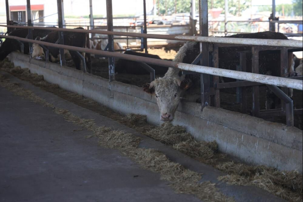 Sevkiyatta firar ettiler, bir aydır haber alınamıyor! 
