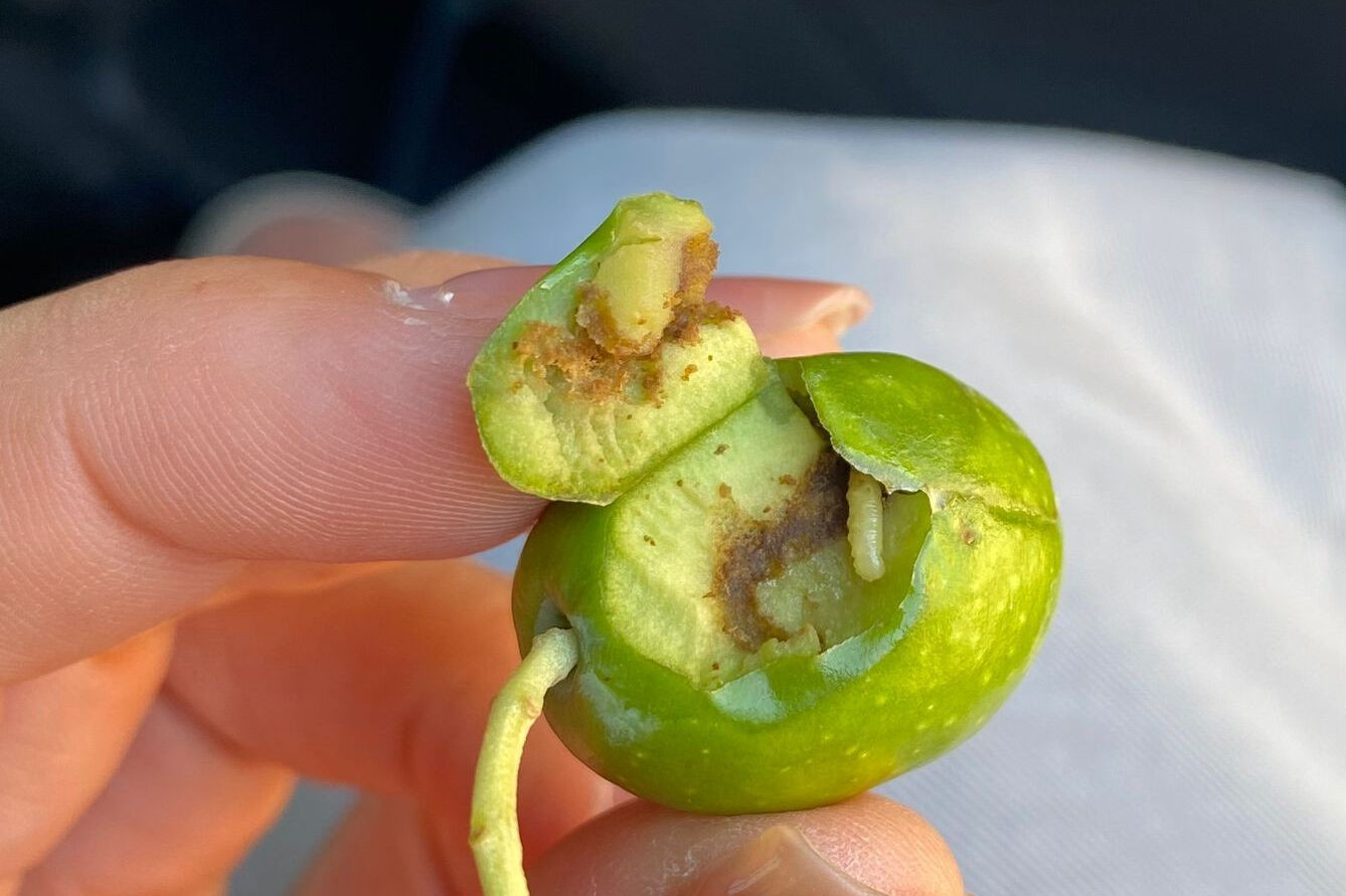 Verimi yüzde 50 düşürebilir! Yetkililer 'zeytin sineği' için uyardı Üretimi yüzde 50 düşürebilir! Yetkililer 'zeytin sineği' için uyardı - 1. Resim