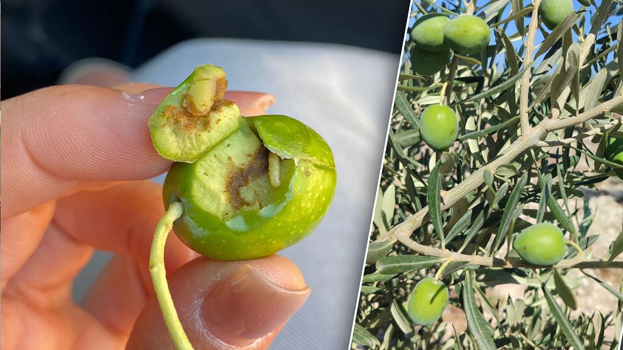 Verimi yüzde 50 düşürebilir! Yetkililer 'zeytin sineği' için uyardı Verimi yüzde 50 düşürebilir! Yetkililer 'zeytin sineği' için uyardı