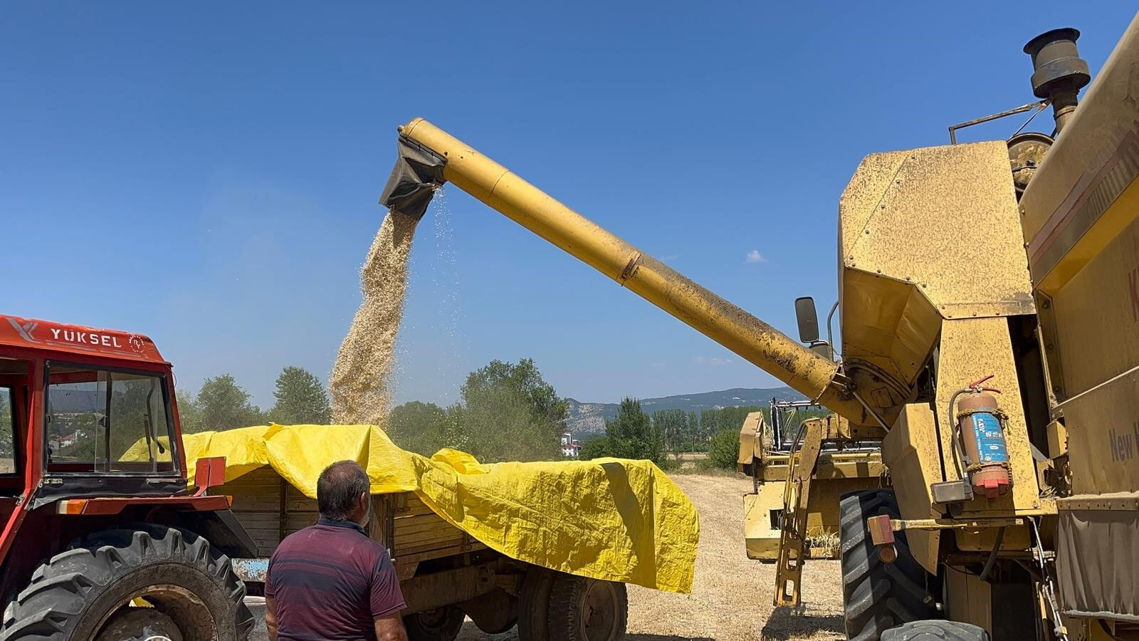 12 bin yıl önceye dayanıyor, 'kabulca' ve 'kaplıca' olarak biliniyor! Tarlada hasat başladı 12 bin yıl önceye dayanıyor, 'kabulca' ve 'kaplıca' olarak biliniyor! Tarlada hasat başladı - 1. Resim