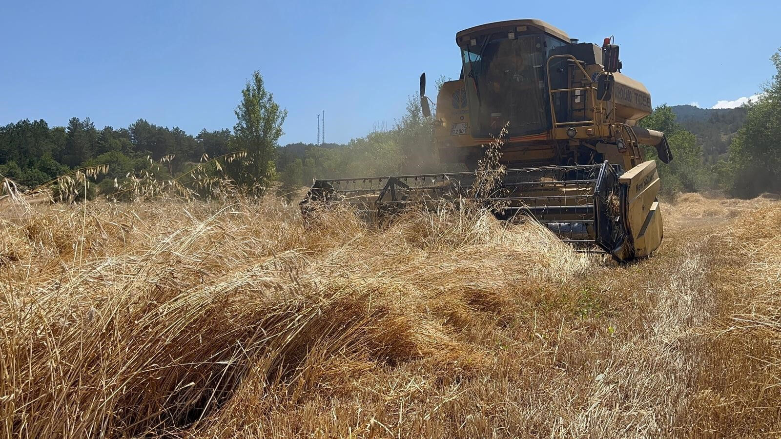 12 bin yıl önceye dayanıyor, 'kabulca' ve 'kaplıca' olarak biliniyor! Tarlada hasat başladı 12 bin yıl önceye dayanıyor, 'kabulca' ve 'kaplıca' olarak biliniyor! Tarlada hasat başladı - 3. Resim