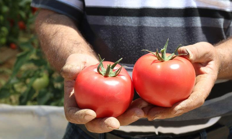 70 derecede hasat ediliyor! Tam 25 bin tonluk ürün bekleniyor… Çiftçiler sevinçten havalara uçacak 70 derecede hasat ediliyor! Tam 25 bin tonluk ürün bekleniyor… Çiftçiler sevinçten havalara uçacak - 1. Resim