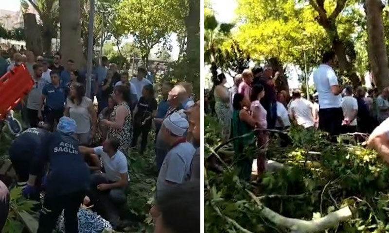 Ağaç dalı faciasında 2. ölüm! Seda Karakol’dan da acı haber geldi Ağaç dalı faciasında 2. ölüm! Seda Karakol’dan da acı haber geldi - 2. Resim