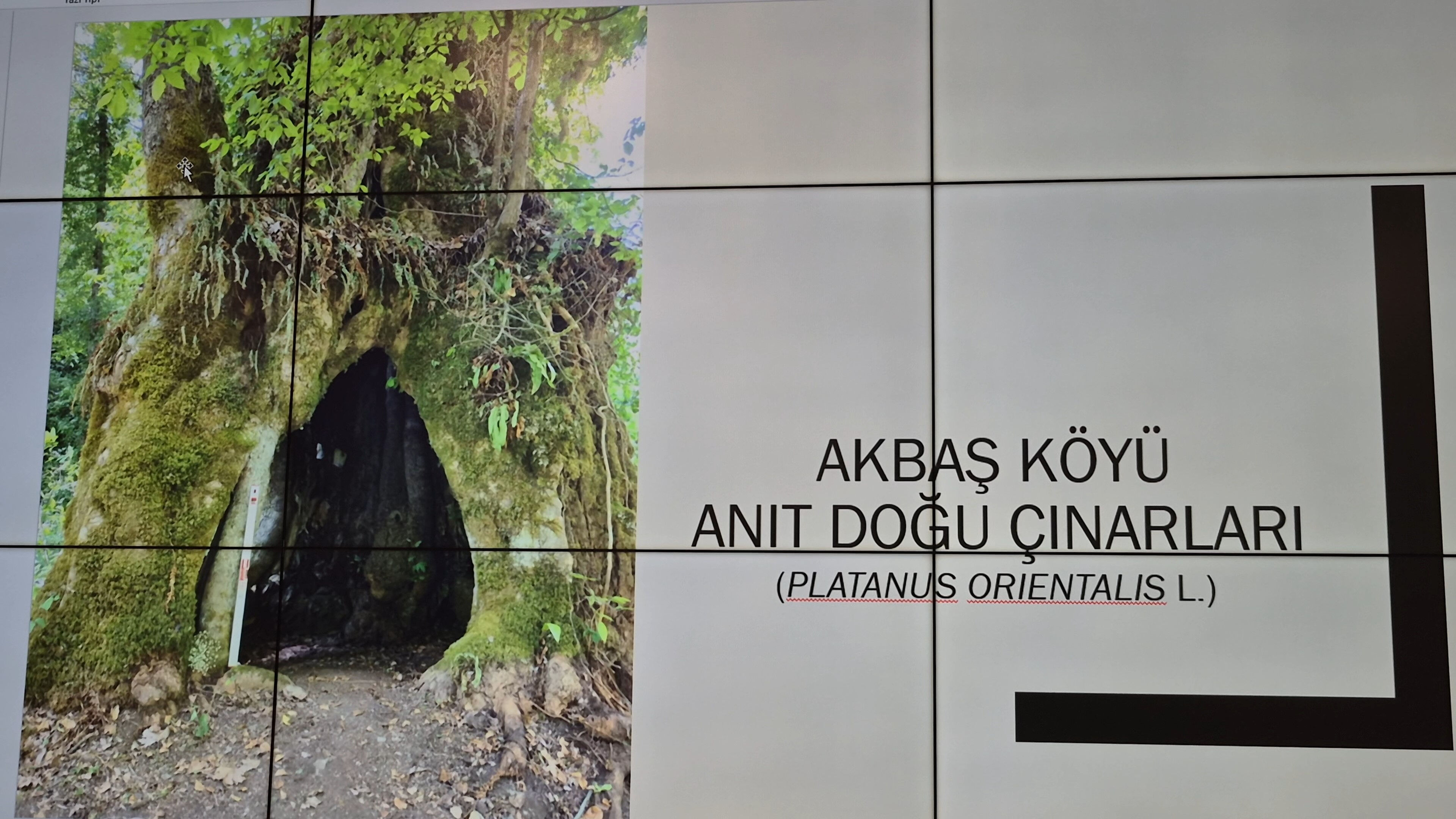 Bir köye çifte müjde! Tesadüfen bulundular: Biri 640, diğeri 540 yaşında - 1. Resim