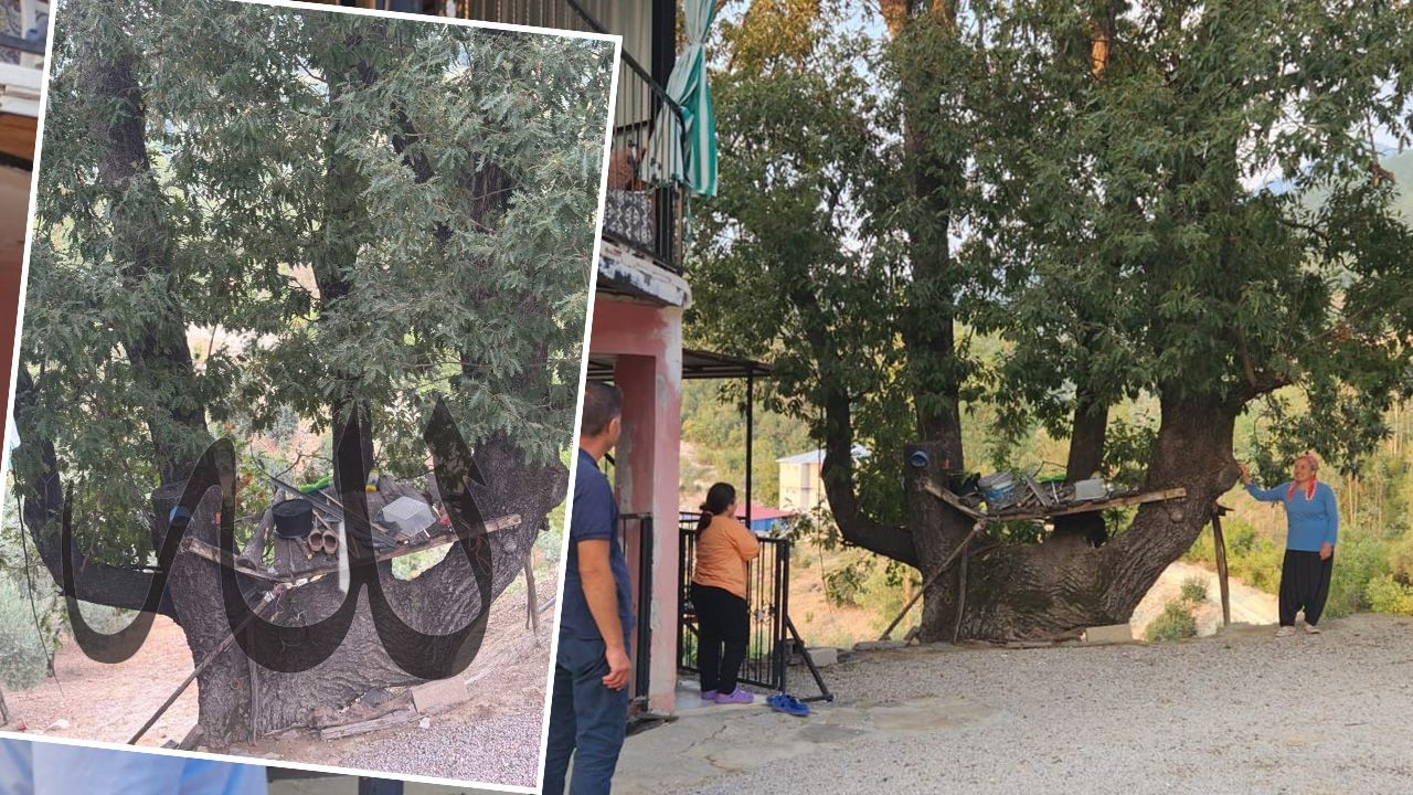 Yaşam