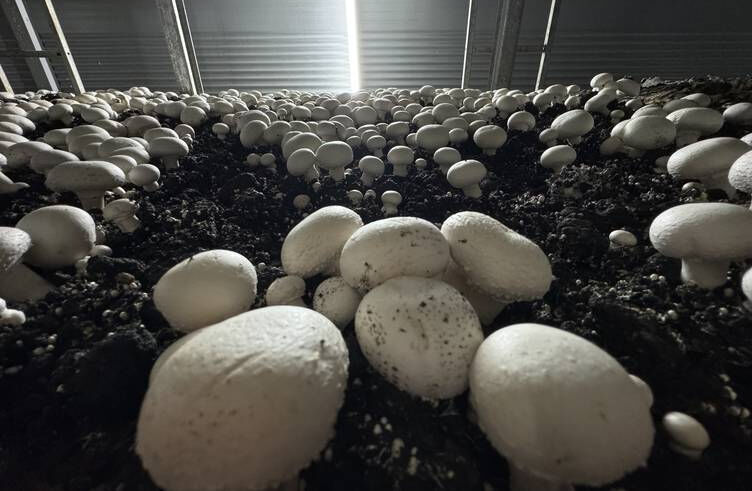 Memurluktan istifa etti, devlet desteğiyle mantar üretim tesisi kurdu: Ayda 15 ton üretiyor! - 4. Resim