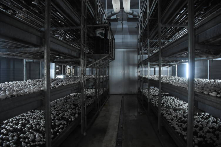 Memurluktan istifa etti, devlet desteğiyle mantar üretim tesisi kurdu: Ayda 15 ton üretiyor! - 3. Resim