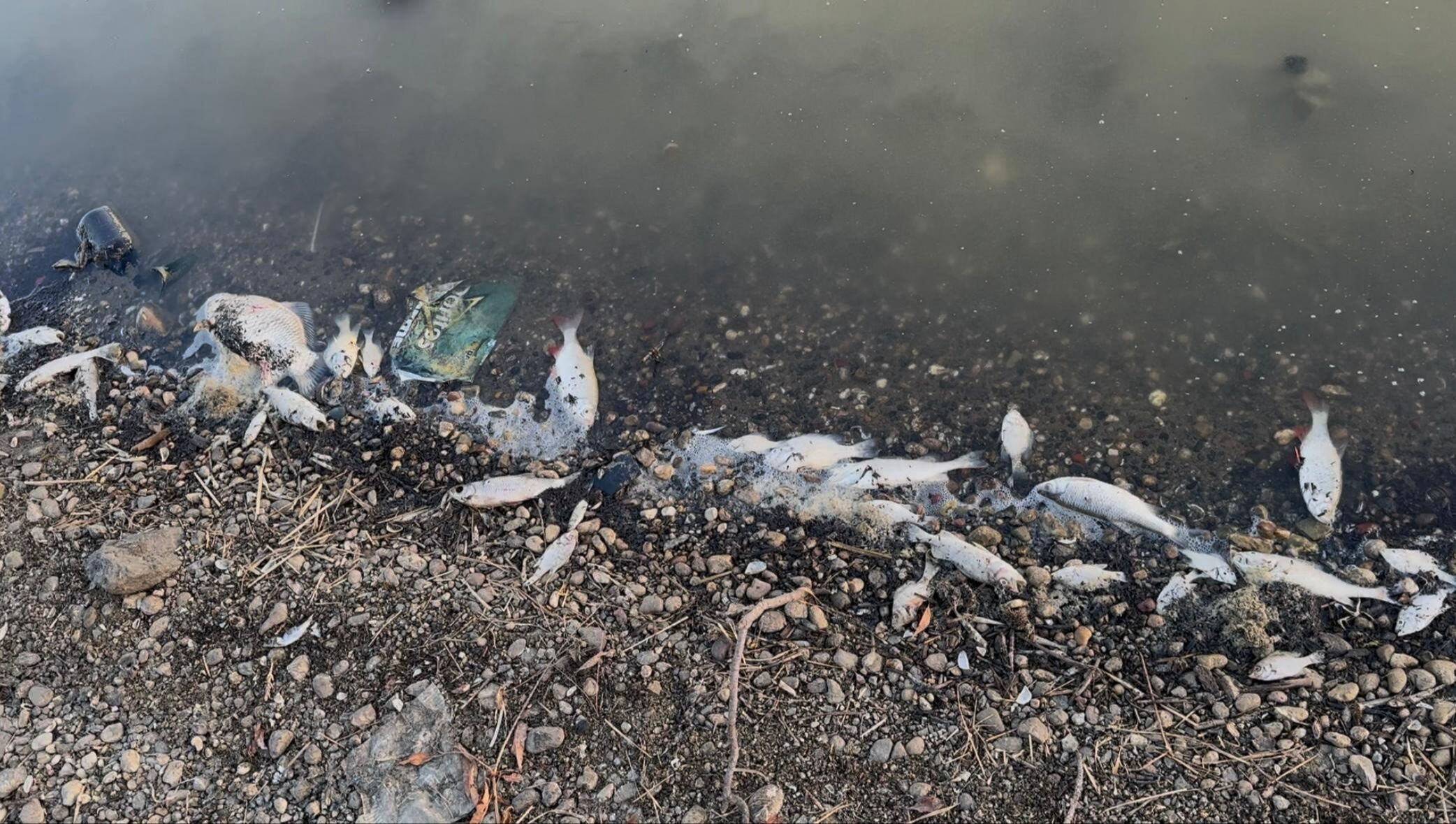 Tekirdağ'da baraj kurudu, balıkların son hali yetkilileri harekete geçirdi Tekirdağ'da baraj kurudu, balıkların son hali yetkilileri harekete geçirdi - 2. Resim