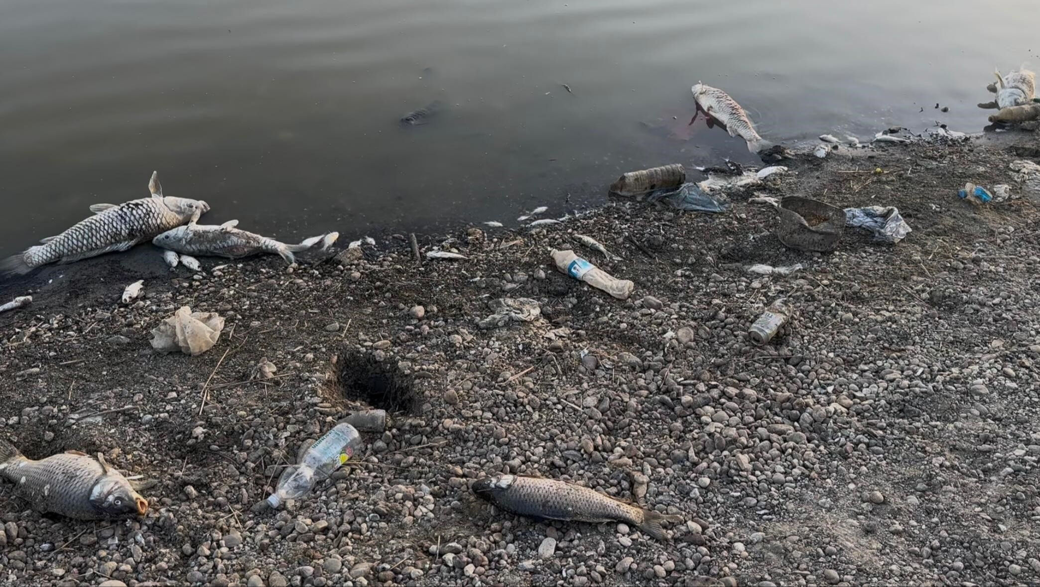 Tekirdağ'da baraj kurudu, balıkların son hali yetkilileri harekete geçirdi Tekirdağ'da baraj kurudu, balıkların son hali yetkilileri harekete geçirdi - 3. Resim