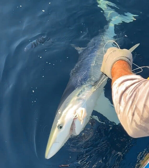 2,5 metre boyunda, 100 kilogram ağırlığında! Oltasına takılına ne yapacağını şaşırdı - 1. Resim