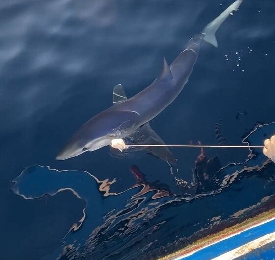 2,5 metre boyunda, 100 kilogram ağırlığında! Oltasına takılına ne yapacağını şaşırdı - 2. Resim