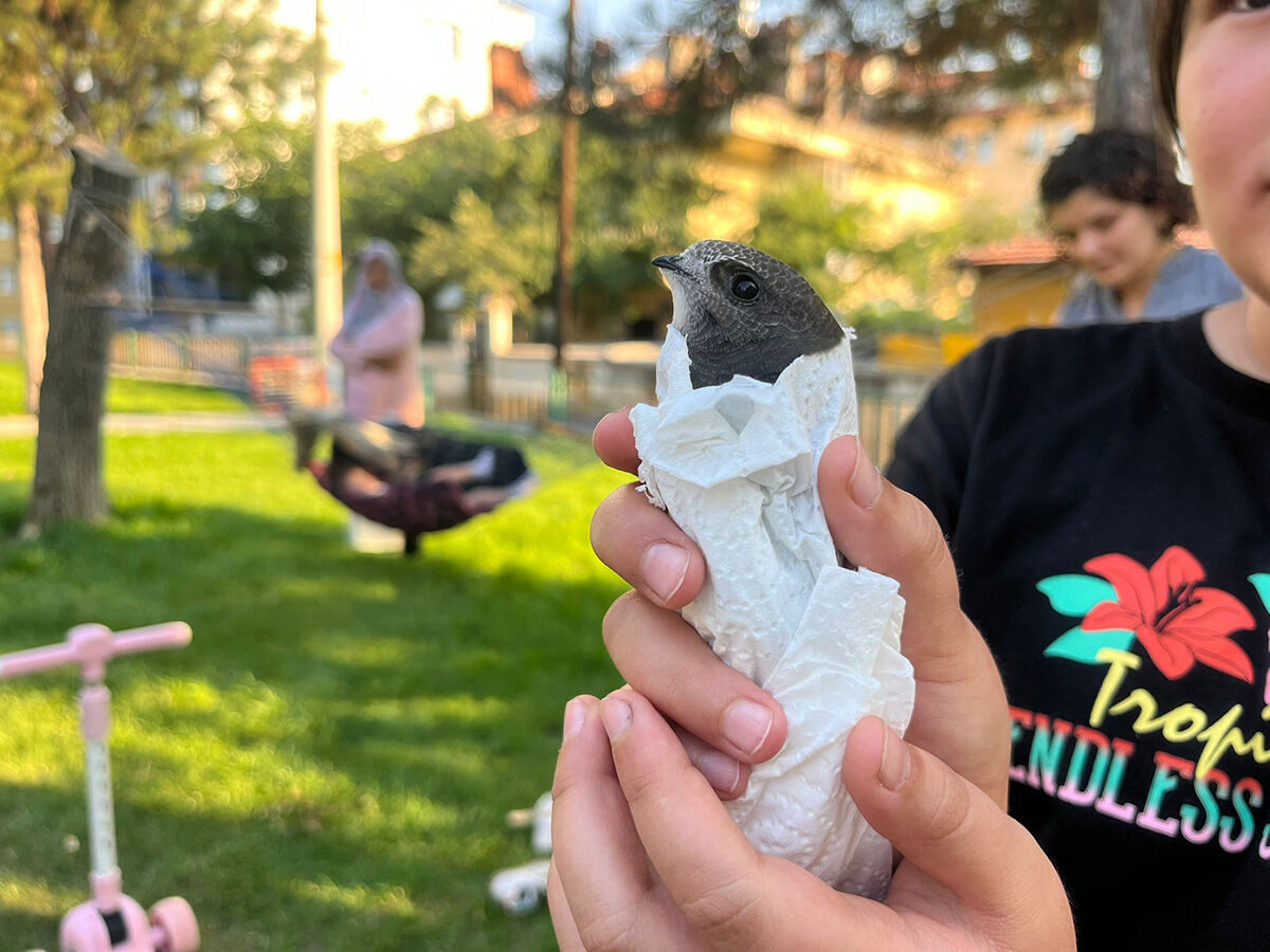 Adı Kur'an-ı Kerim'de geçiyor... Koruma altındaki kuşlar arasında... Çocuklar yaralı halde buldu Adı Kur'an-ı Kerim'de geçiyor... Koruma altındaki kuşlar arasında... Çocuklar yaralı halde buldu - 3. Resim