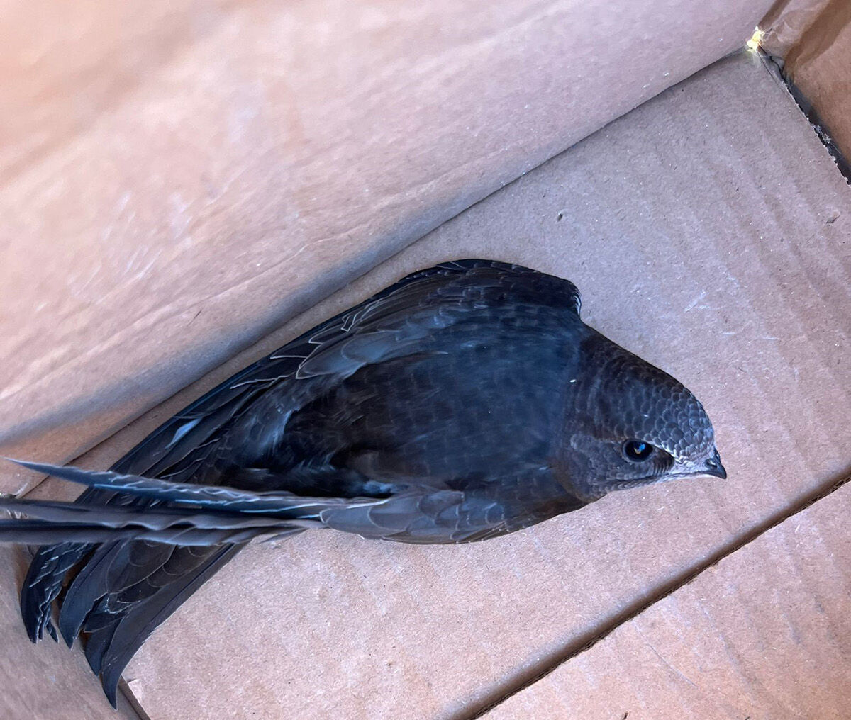 Adı Kur'an-ı Kerim'de geçiyor... Koruma altındaki kuşlar arasında... Çocuklar yaralı halde buldu Adı Kur'an-ı Kerim'de geçiyor... Koruma altındaki kuşlar arasında... Çocuklar yaralı halde buldu - 4. Resim