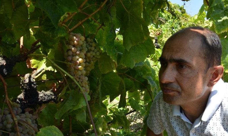Tadı çilek gibi ama kendisi üzüm! Hasat başladı, üreticiyi uçuracak Tadı çilek gibi ama kendisi üzüm! Hasat başladı, üreticiyi uçuracak - 2. Resim