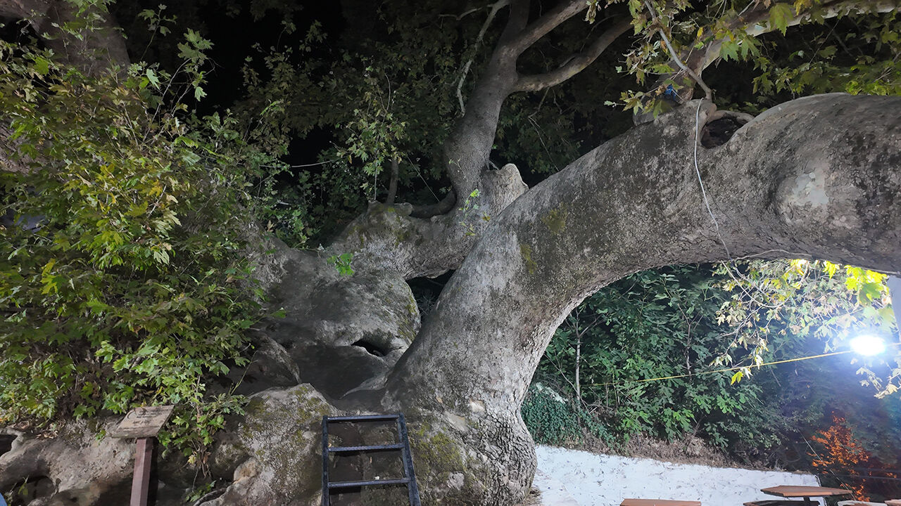 &Ccedil;ınar ağacının yaşını &ouml;ğrenen &ccedil;ay i&ccedil;meye gidiyor! Vazge&ccedil;ilmez mekanı oldu - 1. Resim