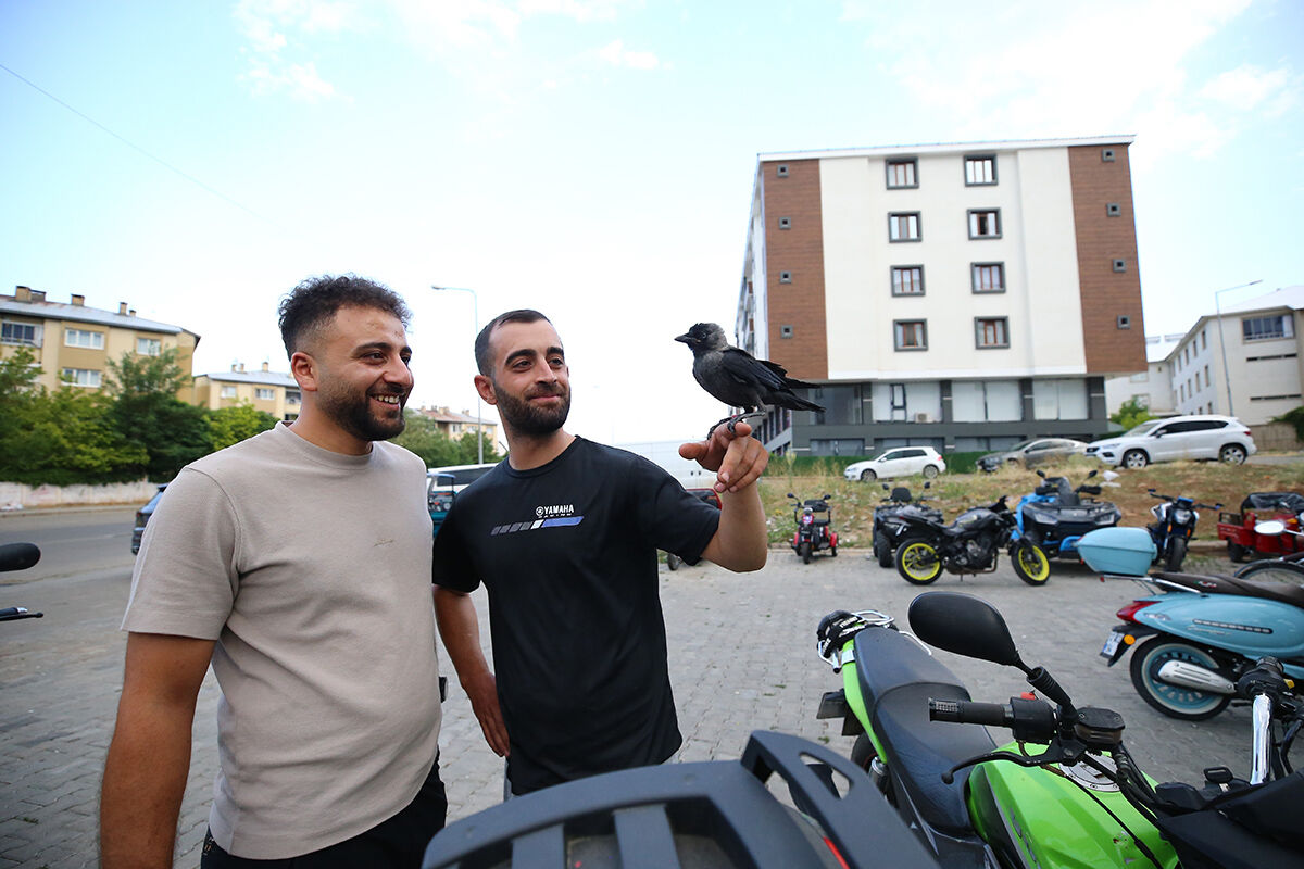 Görenler hayret etti, ölmek üzereyken bulduğu karga en yakın arkadaşı oldu - 5. Resim