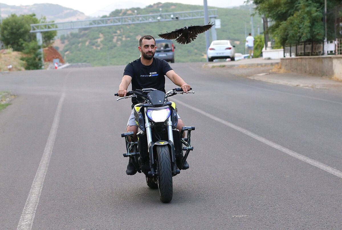 Görenler hayret etti, ölmek üzereyken bulduğu karga en yakın arkadaşı oldu - 1. Resim