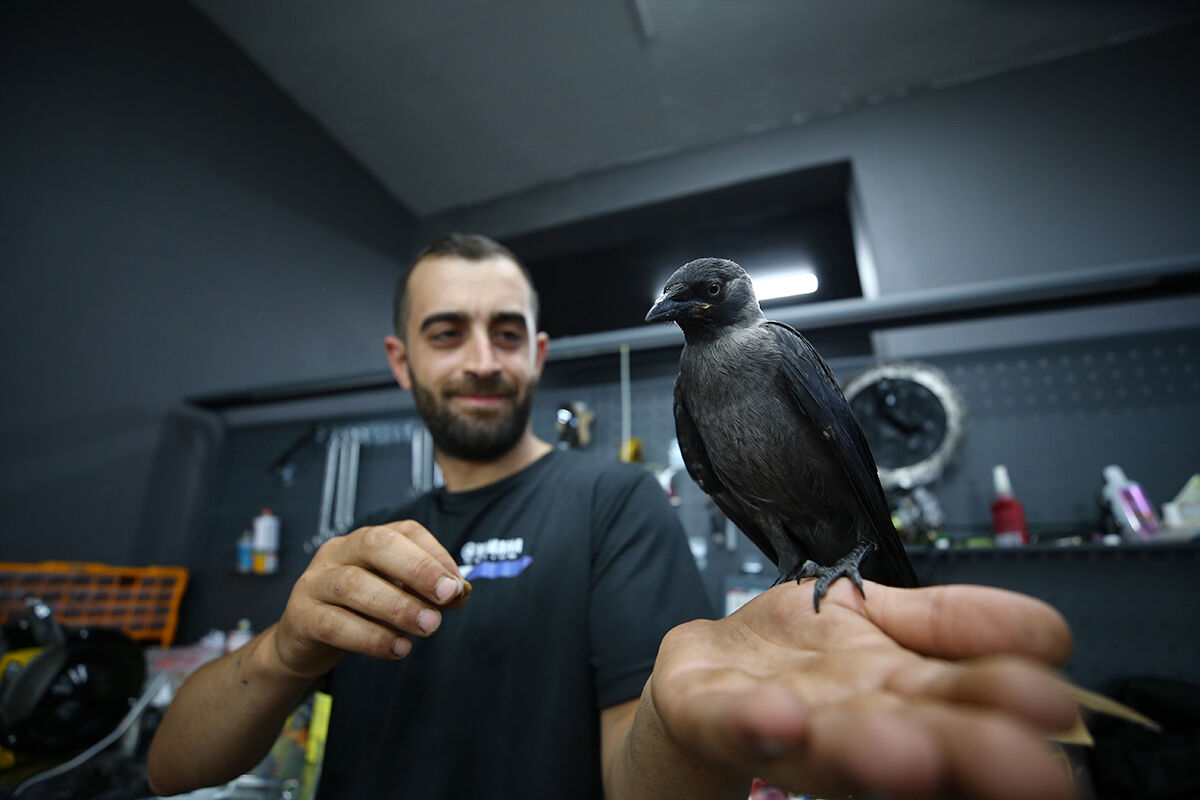Görenler hayret etti, ölmek üzereyken bulduğu karga en yakın arkadaşı oldu - 4. Resim