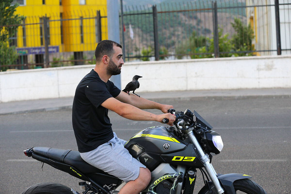 Görenler hayret etti, ölmek üzereyken bulduğu karga en yakın arkadaşı oldu - 3. Resim