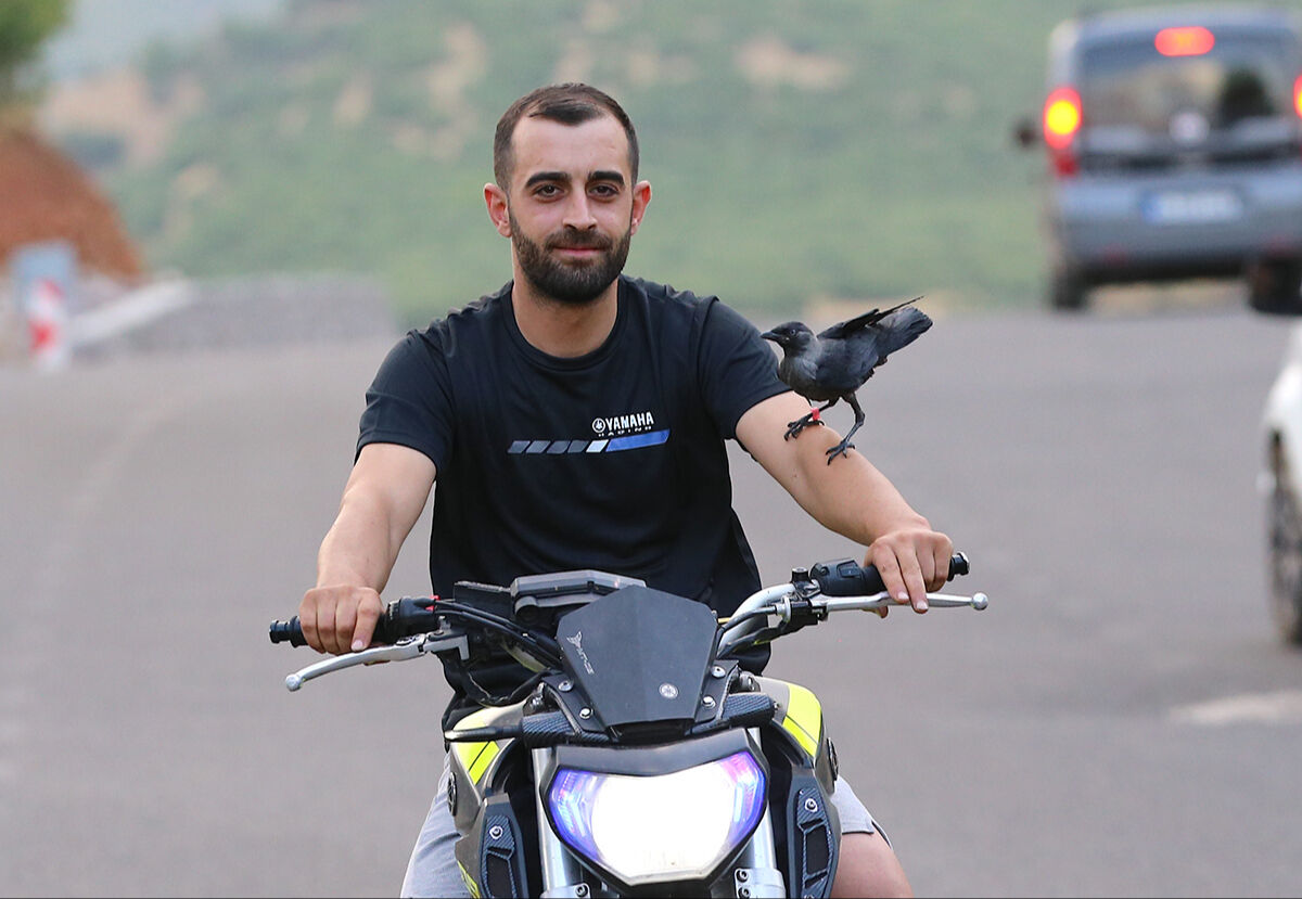 Görenler hayret etti, ölmek üzereyken bulduğu karga en yakın arkadaşı oldu - 2. Resim