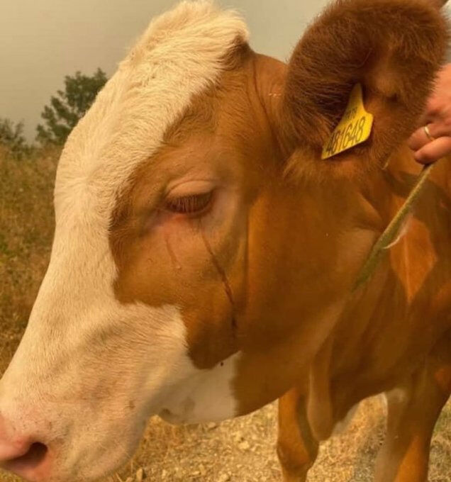 Karabük'teki yangından gelen görüntü kahretti! Kabusu gözyaşlarıyla anlattı Karabük'teki yangından gelen görüntü kahretti! Kabusu gözyaşlarıyla anlattı - 3. Resim