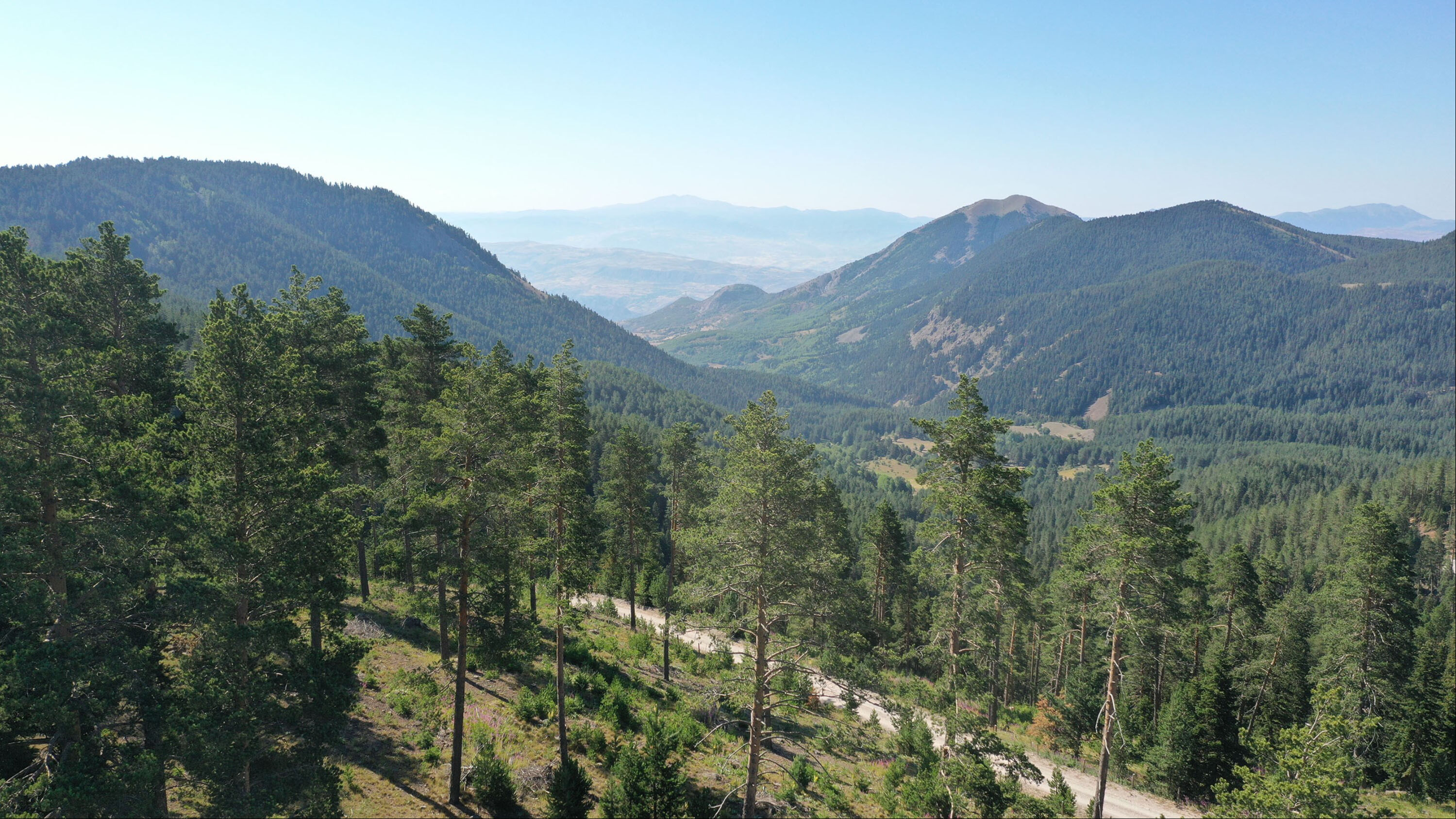 Sivas Valiliği duyurdu! Ormana girişler 1 Ekim'e kadar yasak Sivas Valiliği duyurdu! Ormana girişler 1 Ekim'e kadar yasak - 2. Resim