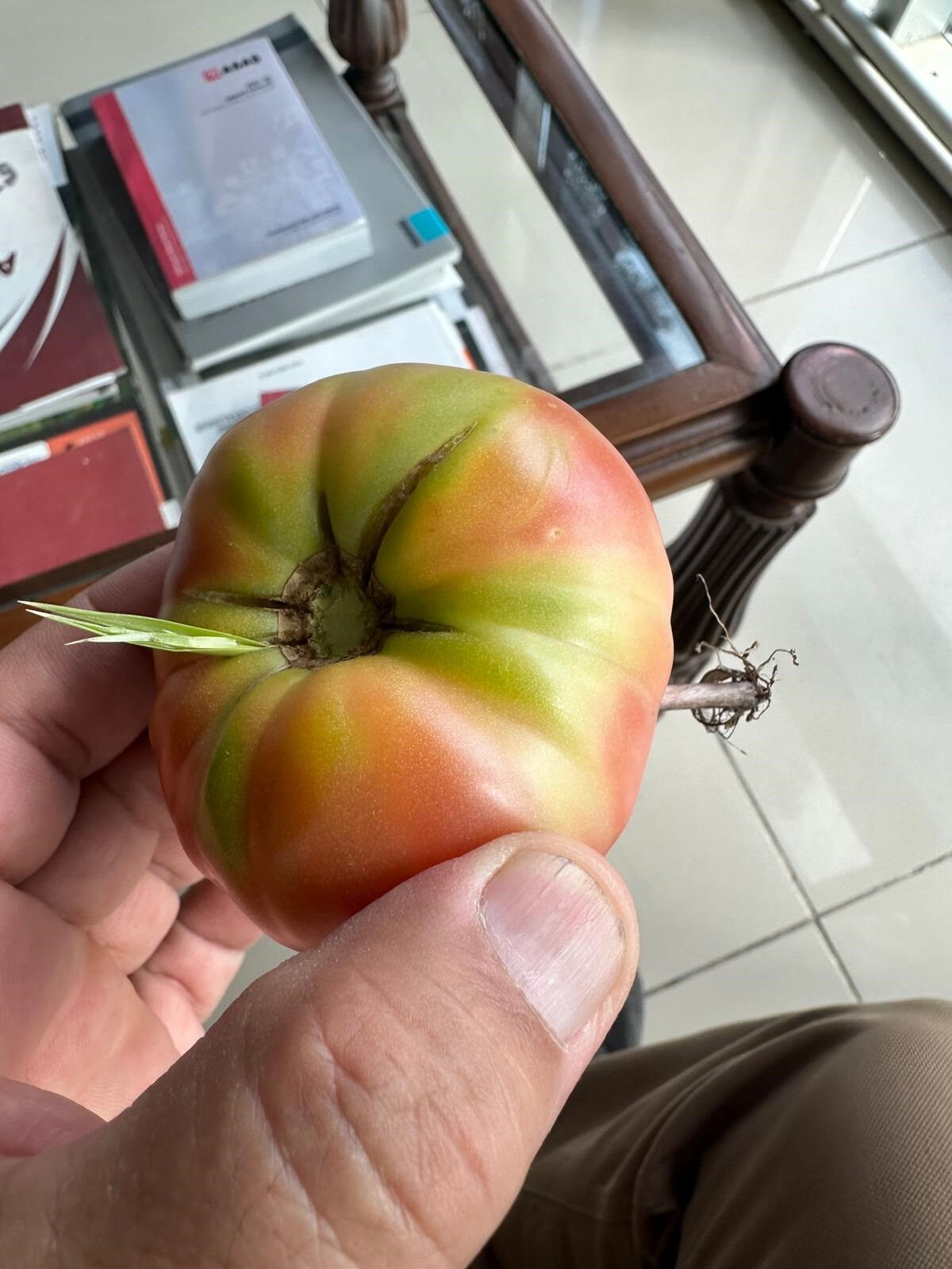 Yılların çiftçisini bahçesindeki domates şaşkına çevirdi: Gözlerimize inanamadık - 1. Resim
