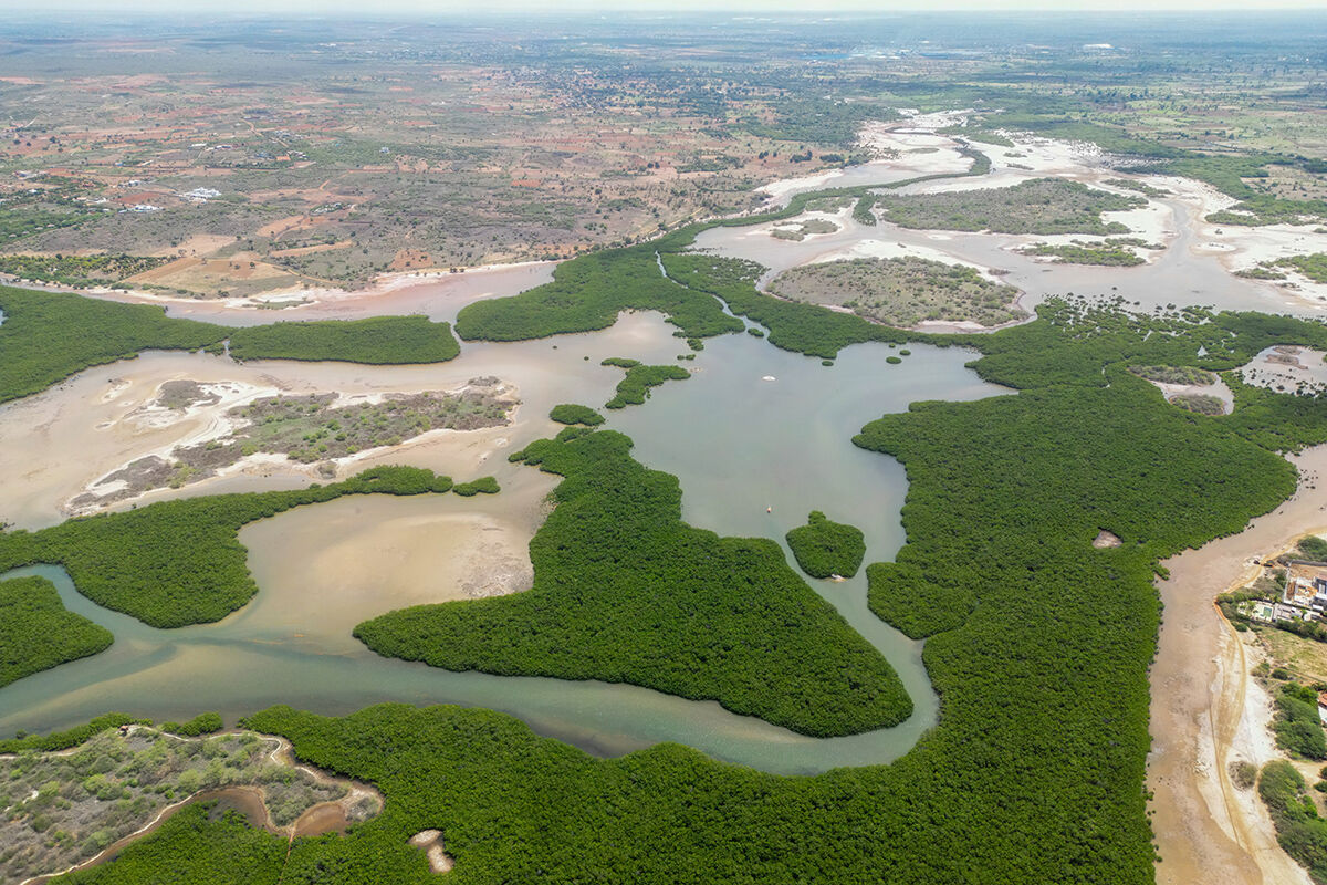 Bu orman 15 milyon kişiyi selden koruyor, her yıl milyarlarca dolarlık zararı engelliyor - 10. Resim