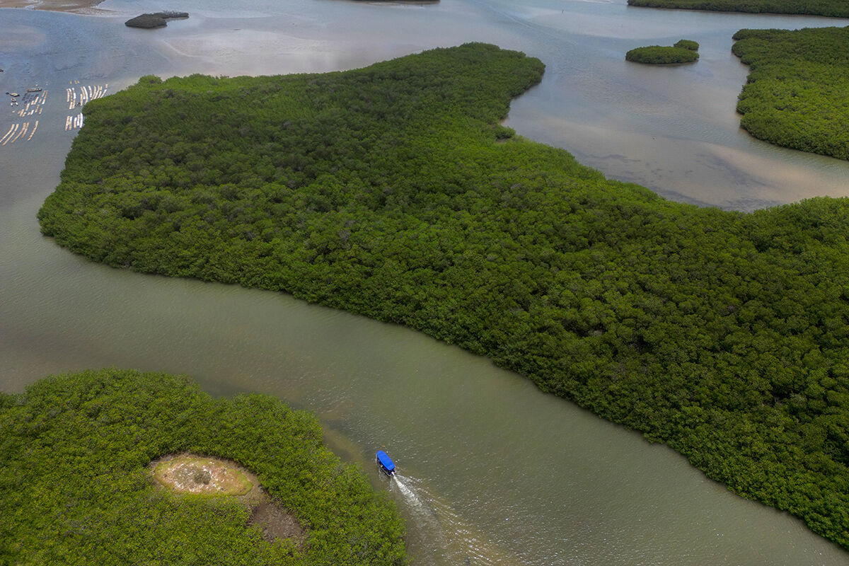 Bu orman 15 milyon kişiyi selden koruyor, her yıl milyarlarca dolarlık zararı engelliyor - 7. Resim