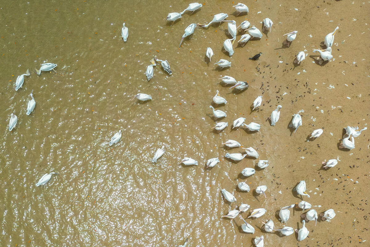 Bu orman 15 milyon kişiyi selden koruyor, her yıl milyarlarca dolarlık zararı engelliyor - 8. Resim