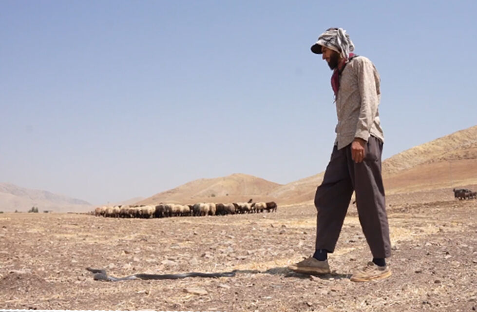 En zehirli yılanlar onun için çocuk oyuncağı... 26 yaşında yaptıkları şaşkına çeviriyor - 1. Resim