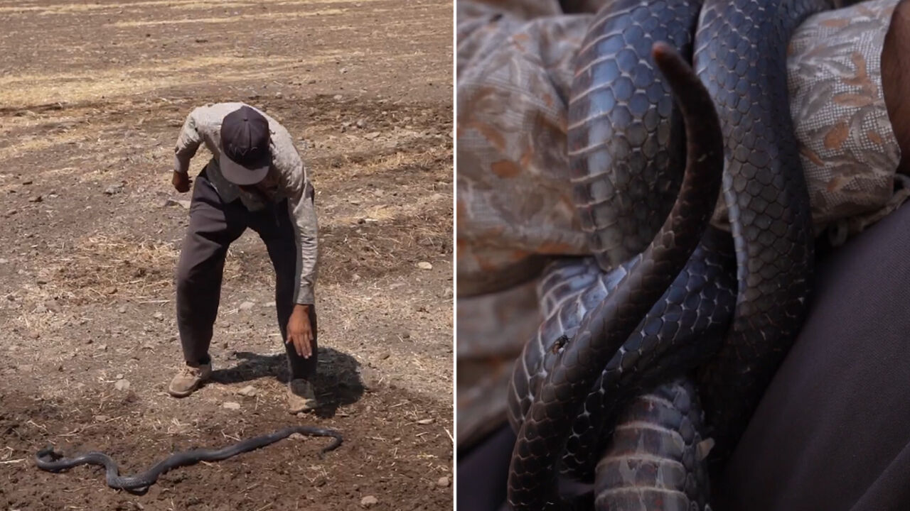 En zehirli yılanlar onun için çocuk oyuncağı... 26 yaşında yaptıkları şaşkına çeviriyor - 2. Resim