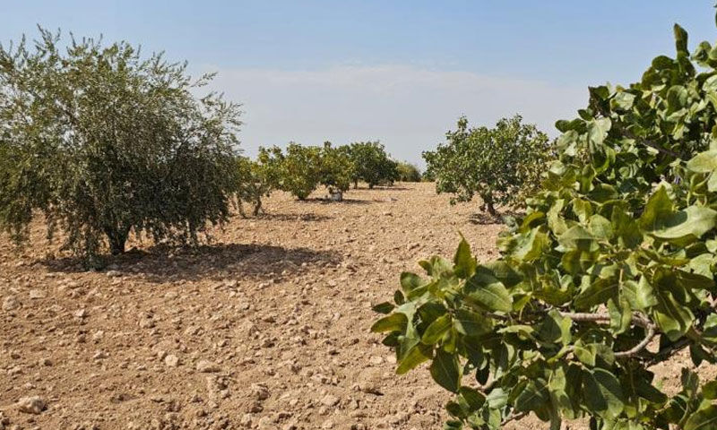 Fıstık hasadı sırasında acı olay: Tarlada son nefesini verdi - 1. Resim