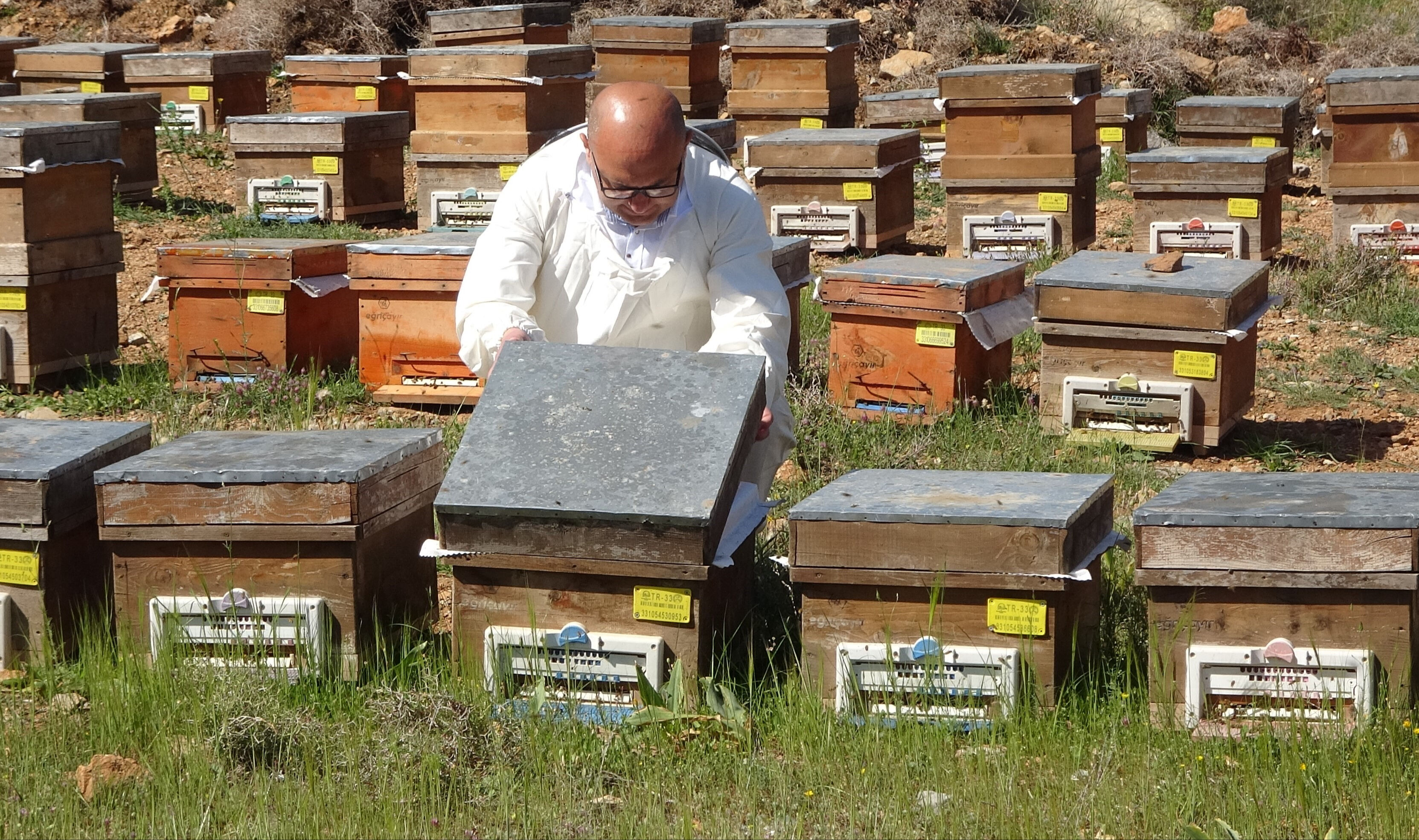 Yeni Zelanda balıyla eş değer! Türkiye'de ilk defa orada tespit edildi, yurt dışında da talep çok Yeni Zelanda balıyla eş değer! Türkiye'de ilk defa orada tespit edildi, yurt dışında da talep çok - 1. Resim