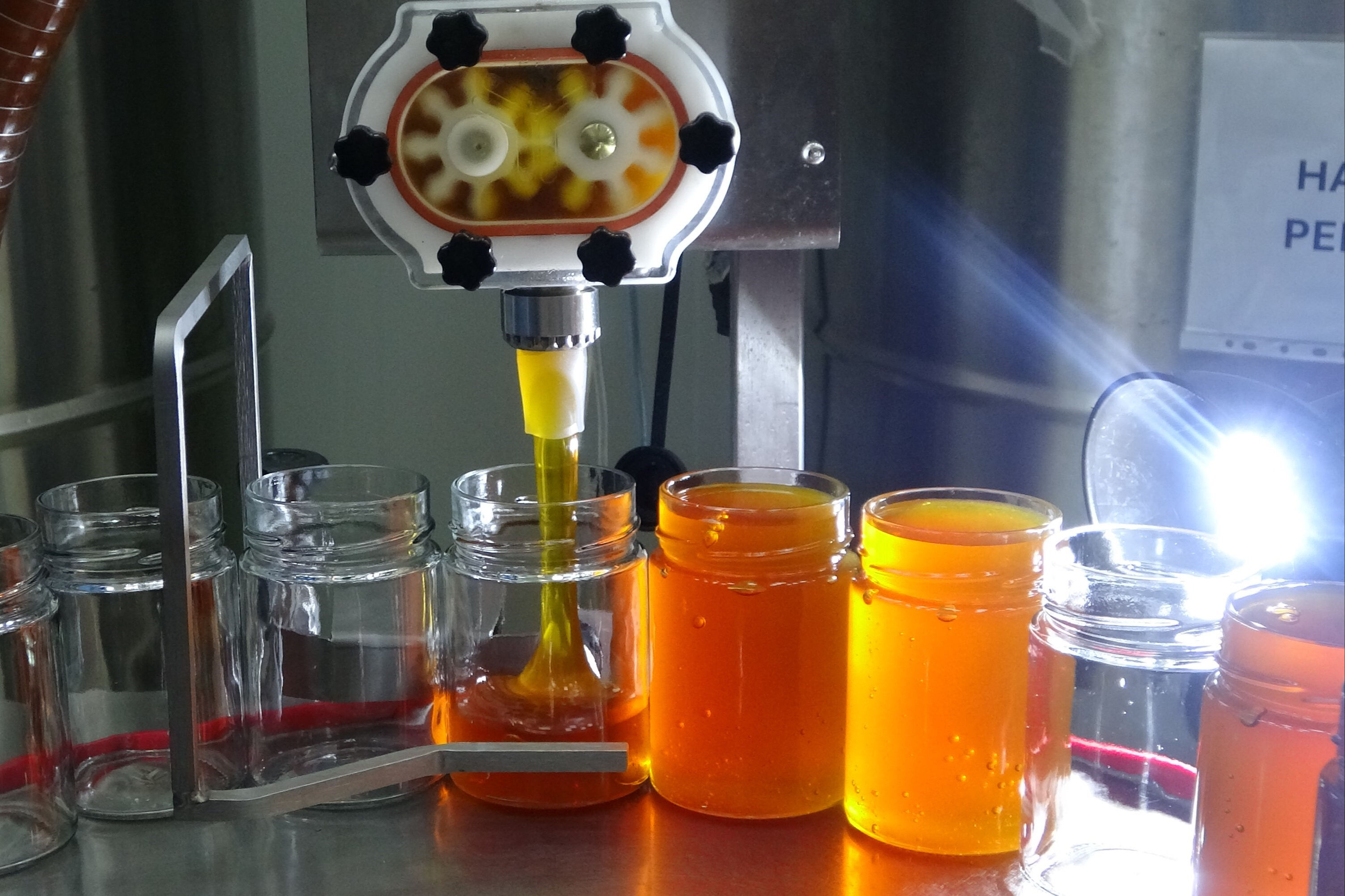 Yeni Zelanda balıyla eş değer! Türkiye'de ilk defa orada tespit edildi, yurt dışında da talep çok Yeni Zelanda balıyla eş değer! Türkiye'de ilk defa orada tespit edildi, yurt dışında da talep çok - 3. Resim