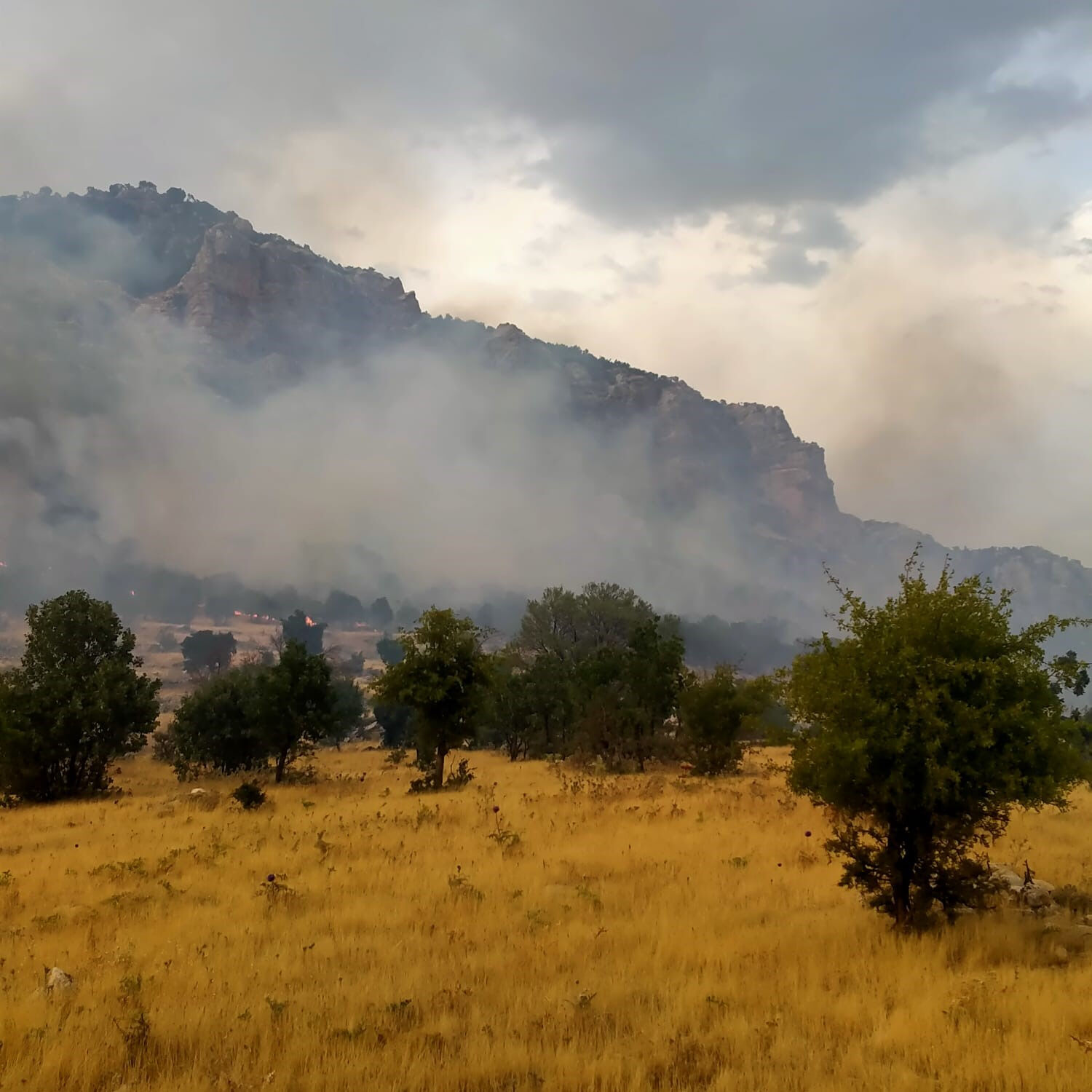 350 dönüm alan küle döndü! Diyarbakır yangını kontrol altında 350 dönüm alan küle döndü! Diyarbakır yangını kontrol altında - 1. Resim