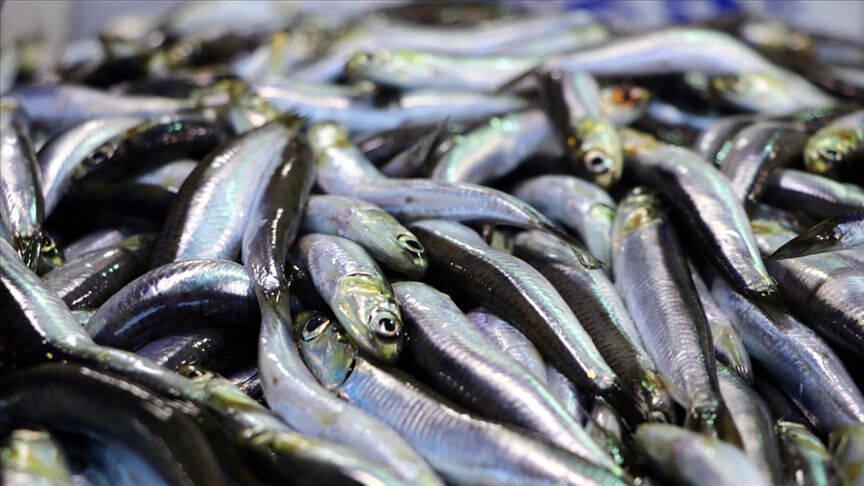 Balık tezgahında bolluk arttı, Arap turist esnafı güldürdü! En ucuzu 200 TL'den yok sattı Balık tezgahında bolluk arttı, Arap turist esnafı güldürdü! En ucuzu 200 TL'den yok sattı - 1. Resim